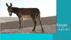 صابون مصنوع من حليب الأتان