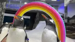 pingvin