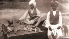 چیتے وان