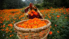 तिहारको लागि बेच्न काठमाण्डूमा सयपत्री फुल टिप्दै एक महिला।