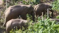 Wild elephants grazing