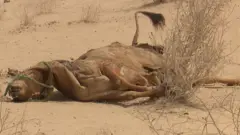 چولستان مویشی
