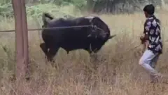 भैंसा