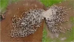 Imagens de rebanho de ovelhas feitas com drone por Lior Patel