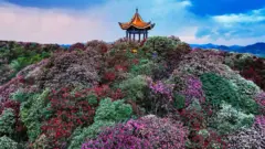 Aerial view of azalea flowers in bloom at the One Hundred Mile Azalea Forest in spring on April 1, 2024 in Bijie, Guizhou Province of China.