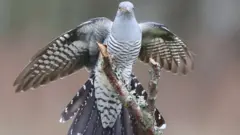 فاخته