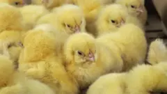 Her yıl milyarlarca erkek civciv, yumurtlayamayacakları için öldürülüyor