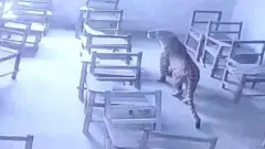 Leopard in classroom