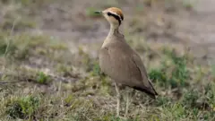 கலிவிக்கோடி, ஆந்திரா