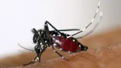 এডিস মশা।
