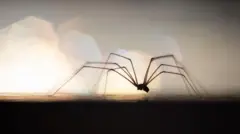 Aranha grande de pernas finas, contra uma luz brilhante