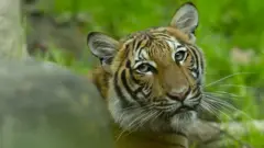 Один из тигров в нью-йоркском зоопарке 27 апреля April 2017