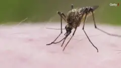 దోమలు