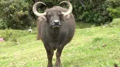 BUFFALO