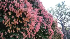 pink forest