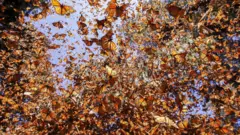 مقصد آنها ارتفاعات مکزیک است، جایی که در شمار انبوه و فشرده روی درختان اتراق می کنند به طوری که درخت به طور کامل از آنها پوشیده می شود