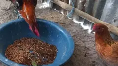মুরগীকে দেয়া হচ্ছে 'ব্ল্যাক সোলজার ফ্লাই
