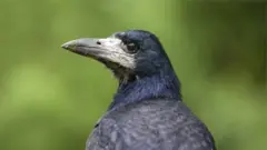 फ्रान्स कावळा
