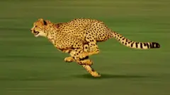 Cheetah running