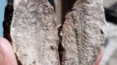 जीवाश्म