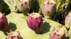 prickly pear
