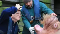 A dentist and his assistant look inside the mouth of a walrus