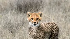 فهد صغير