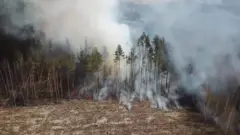 Šume Černobilj