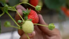 Strawberi yang dipetik di berbagai perkebunan disalurkan ke supermarket-supermarket besar.