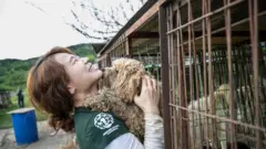 HSI representative holds Korean dog