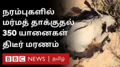 போட்ஸ்வானாவில் 350க்கும் மேற்பட்ட யானைகள் உயிரிழந்தது எப்படி?