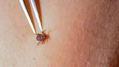 Кліщ і хвороба Лайма
