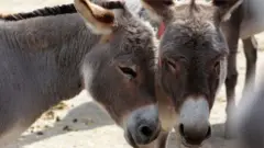 गधा
