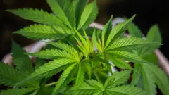 Hojas verdes de marihuana