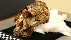 Güney Afrika'da bulunan kafatası