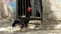 سندھ میں آٹھ ماہ بعد مرغے کی پولیس تحویل سے رہائی