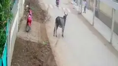 காளை