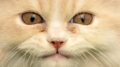 貓