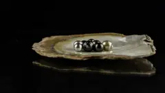 মুক্তা