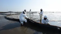 tumpahan minyak