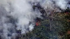 Imagem mostra foto em árvores na Amazônia