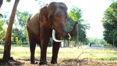 யானை