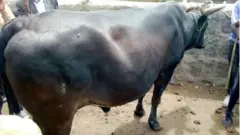 115 ሺህ በር የተገዛው በሬ