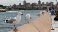 Sydney Opera Binası'nın önündeki martılar