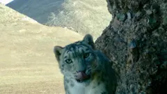 Snežni leopard