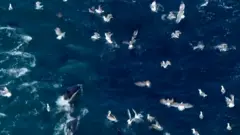 Borba za doručak: Ko je brži - delfini ili galebovi?