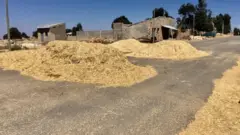 በተሽከርካሪ መንገድ ላይ እህል ሲወቃ