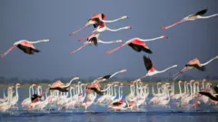 નળસરોવર