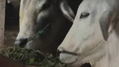 করোনায় বিপাকে খামারিরা