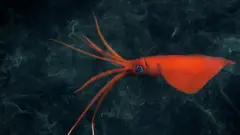 a squid